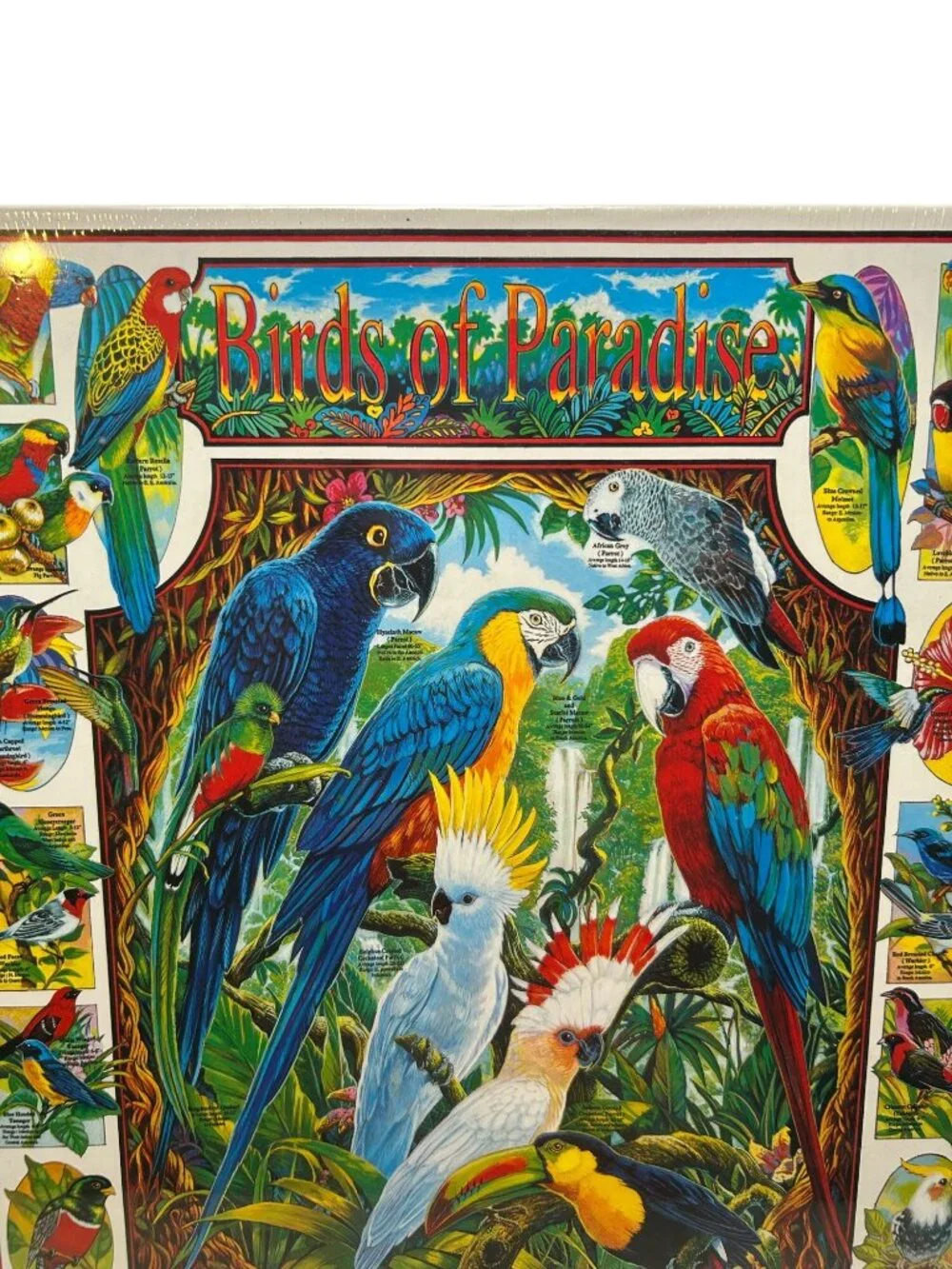 NEW Birds Of Paradise 1000 Piece Puzzle White Mountain Puzzles Tropical Bird USA